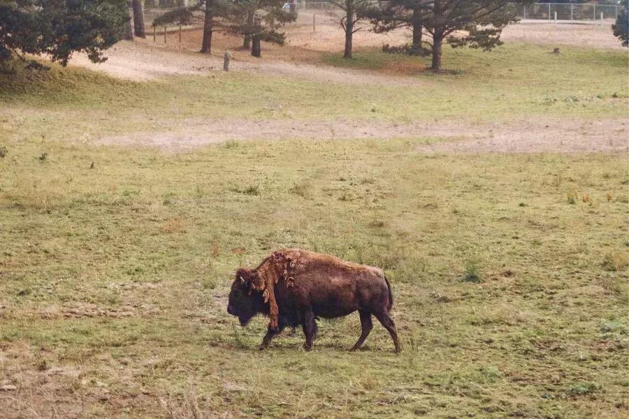 Un singolo bufalo vaga nel paddock dei bisonti del Golden Gate Park. San Francisco, California.