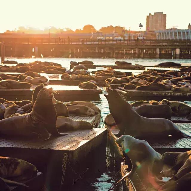 Sea Lions rest on 码头39's K Dock at Sunset