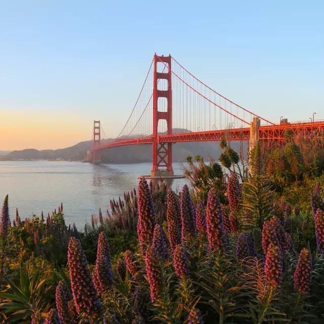 금문교(Golden Gate Bridge)는 전경에 큰 꽃이 있는 사진입니다.